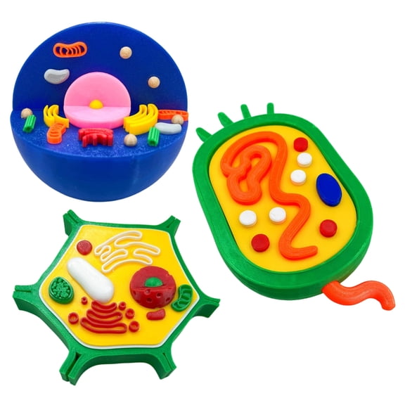 Misright Animal Plant Cell Model For Science Lab Classroom Teaching