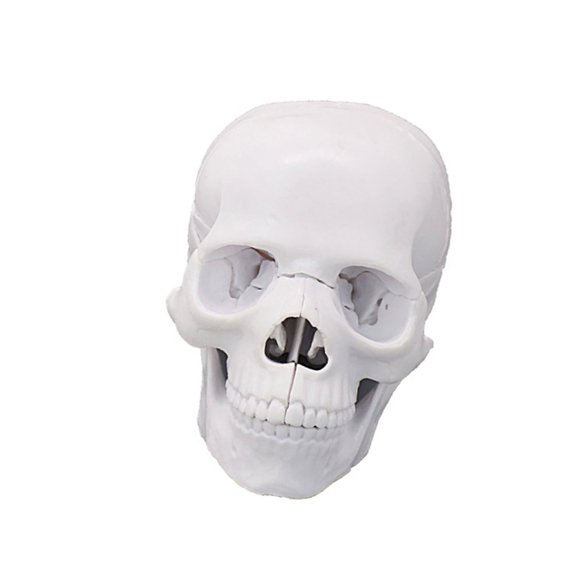 Misright Comprehensive 1:2 Scale Human Skull Anatomy Model With 17 Detachable Parts