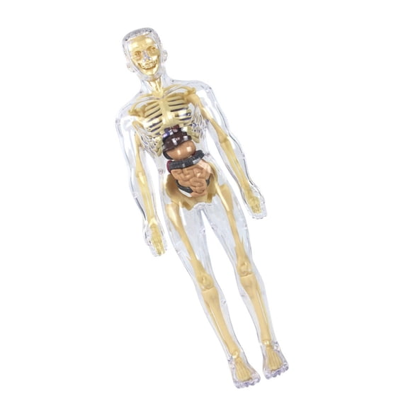 Misright Educational Human Body Anatomy Model Clear Anatomical Human Skeleton Model