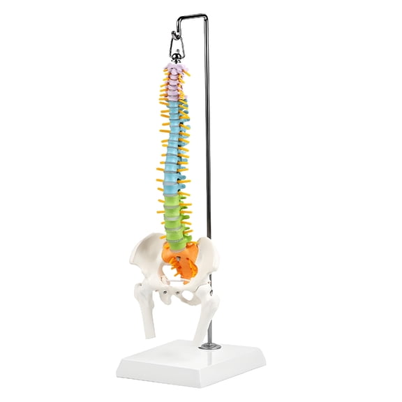 Misright Educational Tool Human Spine Model With Movable Nerves 50Cm