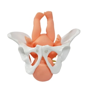Misright Female Pelvis Anatomy Model For Postpartum Recovery Clinical Demonstration