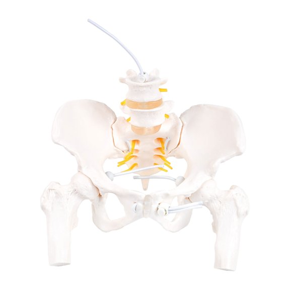 Misright Nerves Anatomical Model Anatomy Science Study Display Teaching Medicals Model