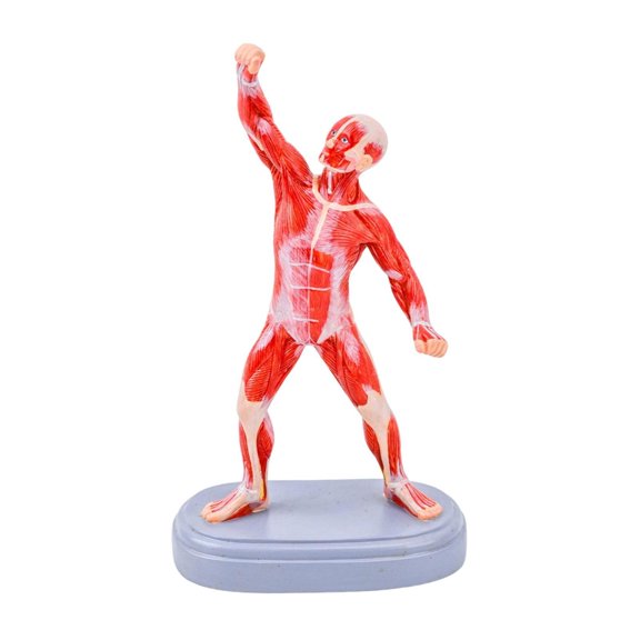 Misright Realistic Human Body Muscle Model Fade Resistant PVC Exercise Muscles Model