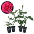 thumbnail image 1 of Miss All American Beauty Rose Bush - 4 Live Starter Plants in 2 Inch Growers Pots - Beautifully Fragrant Hybrid Tea Rose - A Versatile Beauty with a Rich Fragrance, 1 of 6