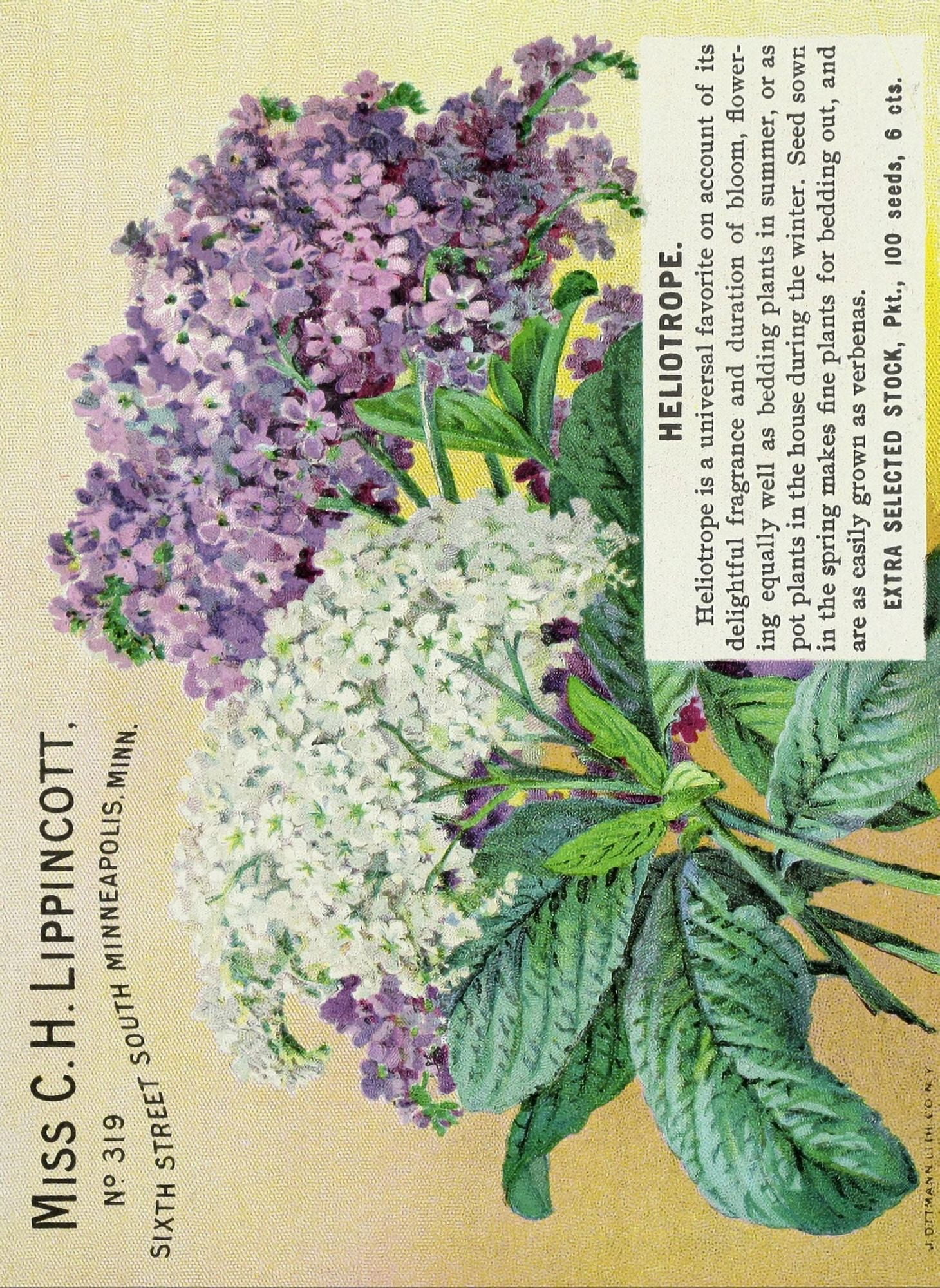 Miss CH Lippincott 1899 Heliotrope Canvas Art - (18 x 24)