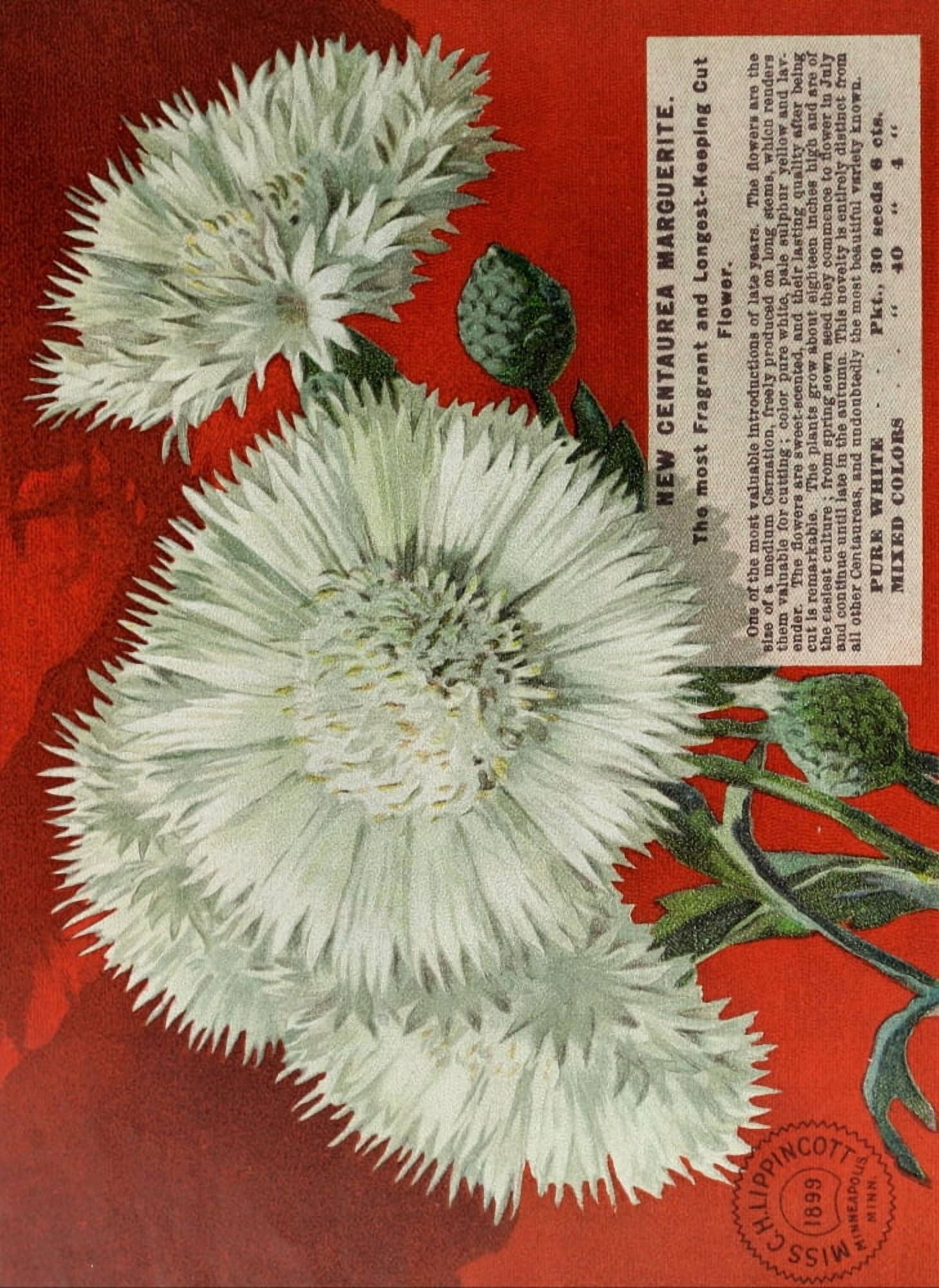 Miss CH Lippincott 1899 Marguerite Canvas Art - (24 x 36)