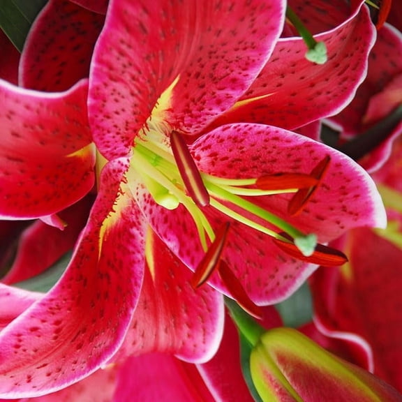 Miss Feya Orienpet Lily Flower Bulbs - 3 Lilies Per Pack - HUGE Fragrant Blooms - Attracts Butterflies and Hummingbirds - Good as Cut Flowers - Perennializing