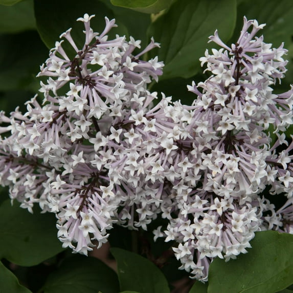 Miss Kim Lilac 4 In. Potted Deciduous Flowering Shrub (1-Pack)