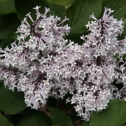 Miss Kim Lilac Flowering Shrub grown in a 2.50 Quart Pot 1-Pack