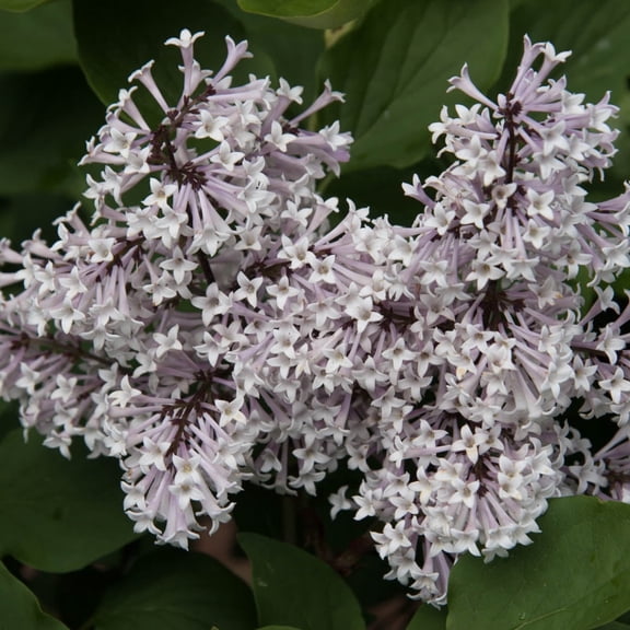 Miss Kim Lilac Flowering Shrub grown in a 2.50 Quart Pot (1-Pack)