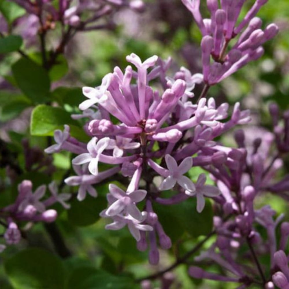 Miss Kim Lilac Shrub, Lilac Plant for Outdoor Landscape, 6-12 Inch in ...