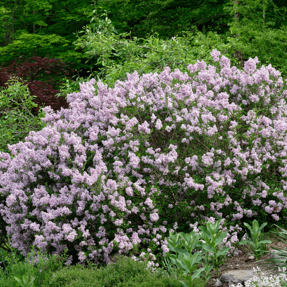 Dormant Miss Kim Lilac Shrub Live Plant, Syringa Bushes from 8-10 Inch for Landscaping, Zones 3-8