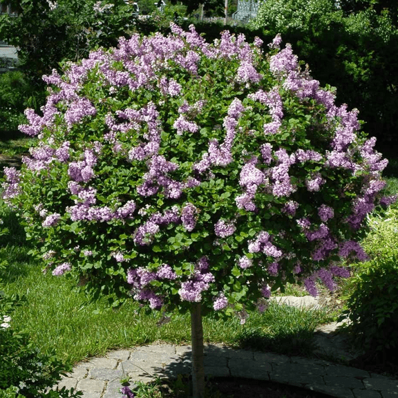 Miss Kim Lilac Shrub, Quart Pot, Fragrant Dwarf Lilac Plant Live for Garden Patio, 7-13" Tall