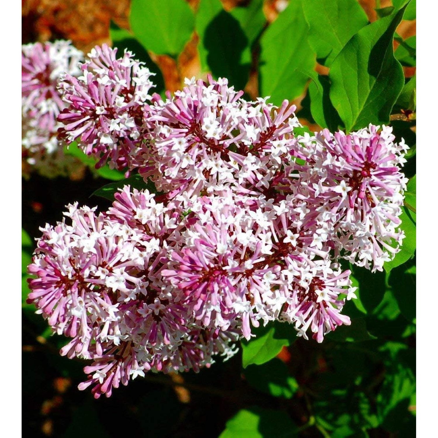 Miss Kim Manchurian Dwarf Lilac - Syringa - Outdoors/Bonsai - 4" Pot ...