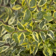 Miss Lemon Abelia (2.5 Quart) Flowering Evergreen with Variegated Foliage and Pink Blooms - Full Sun to Part Shade Live Outdoor Plant - Southern Living Plant Collection