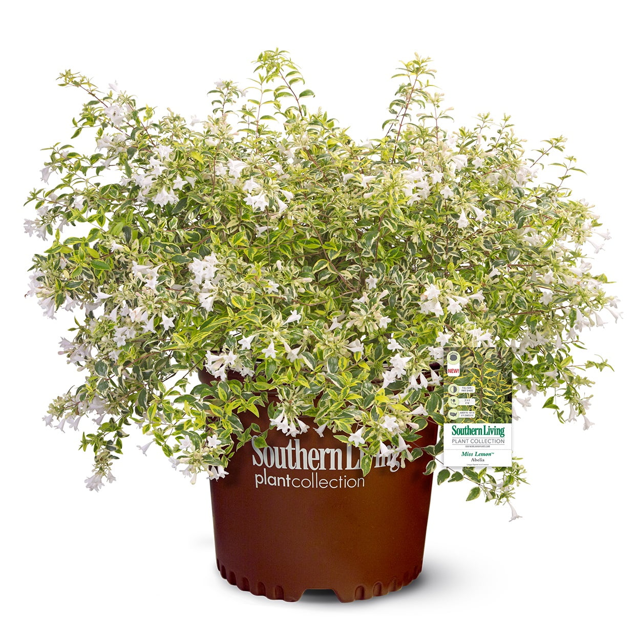 Southern Living Baby Gem Boxwood Live Shrub in 2.5-Quart