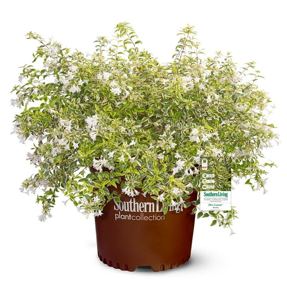 Southern Living Miss Lemon Abelia Live Shrub in 2.5-Quart Grower Pot
