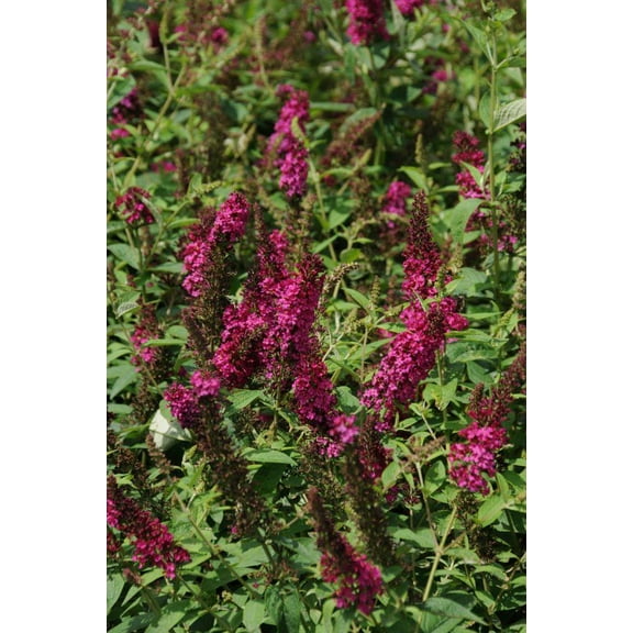 RedCrocus Miss Molly Butterfly Bush Buddleia davidii Compact Fragrant Pollinator-Attracting Shrub for Garden & Containers  3 Gallon