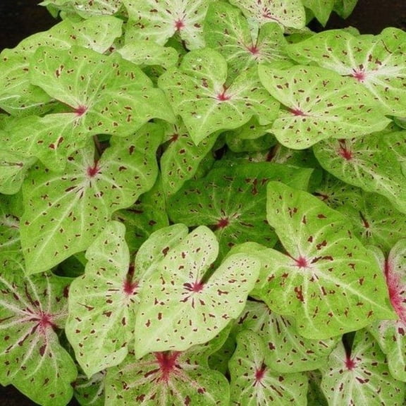 Miss Muffet Caladium - 3 Bulbs - Chartreuse with Red Specks