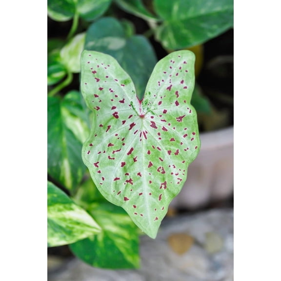 Miss Muffet Caladium Bulbs- Beautiful Chartreuse Leaves and Red Spots - Perennial Hosta, Elephant Ears, Fancy (12 Bulbs)