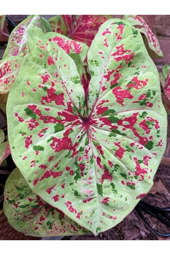 Miss Muffet Caladium Bulbs- Beautiful Chartreuse Leaves and Red Spots - Perennial Hosta, Elephant Ears, Fancy (6 Bulbs)