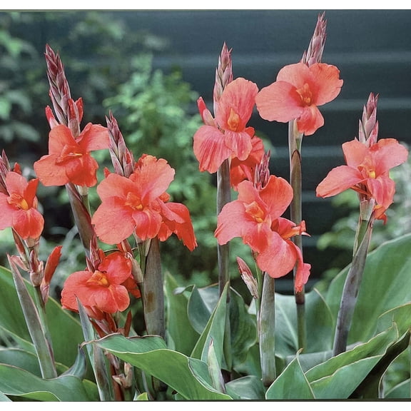 Miss Oklahoma Canna - 2 Rhizomes - 2/3 Eye