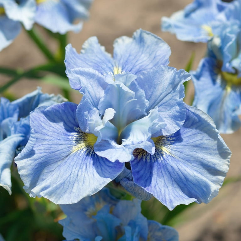 Bennerup Blue Siberian Iris, Iris sibirica 'Bennerup Blue', Monrovia Plant