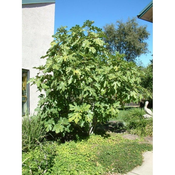 Mission FigFicus caricaEdible fruit and ornamental value  5 Gallon