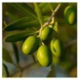Mission Olive Tree Live Plant Cold Hardy
