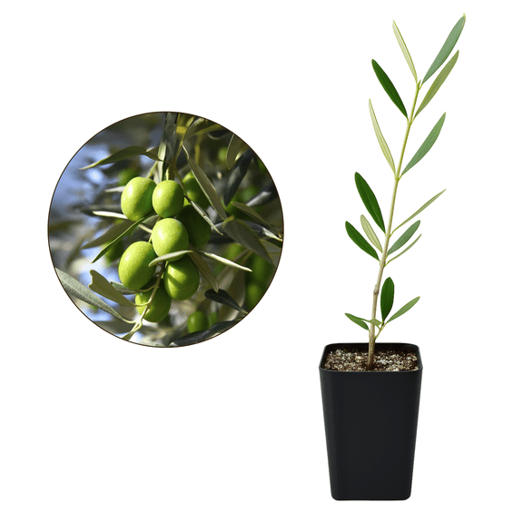 Mission Olive Tree Sapling, 6-8 in Tall, 2 in Pot, Drought-Tolerant, Low Maintenance