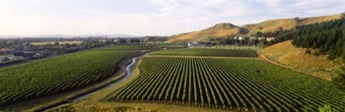 Mission Vineyard Hawkes Bay North Island New Zealand Canvas Art - Panoramic Images (18 x 6)
