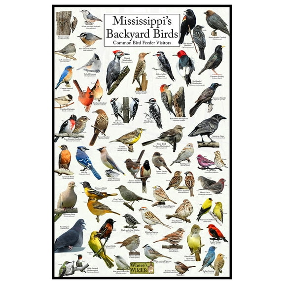 Mississippi's Backyard Birds Poster - Mississippi Bird Chart Highlighting Birds At Your Bird Feeder