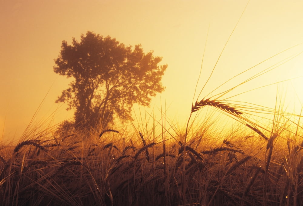 Mist In A Barley Field At Sunset Near Carey Manitoba Canvas Art - Dave Reede Design Pics (17 x 12)