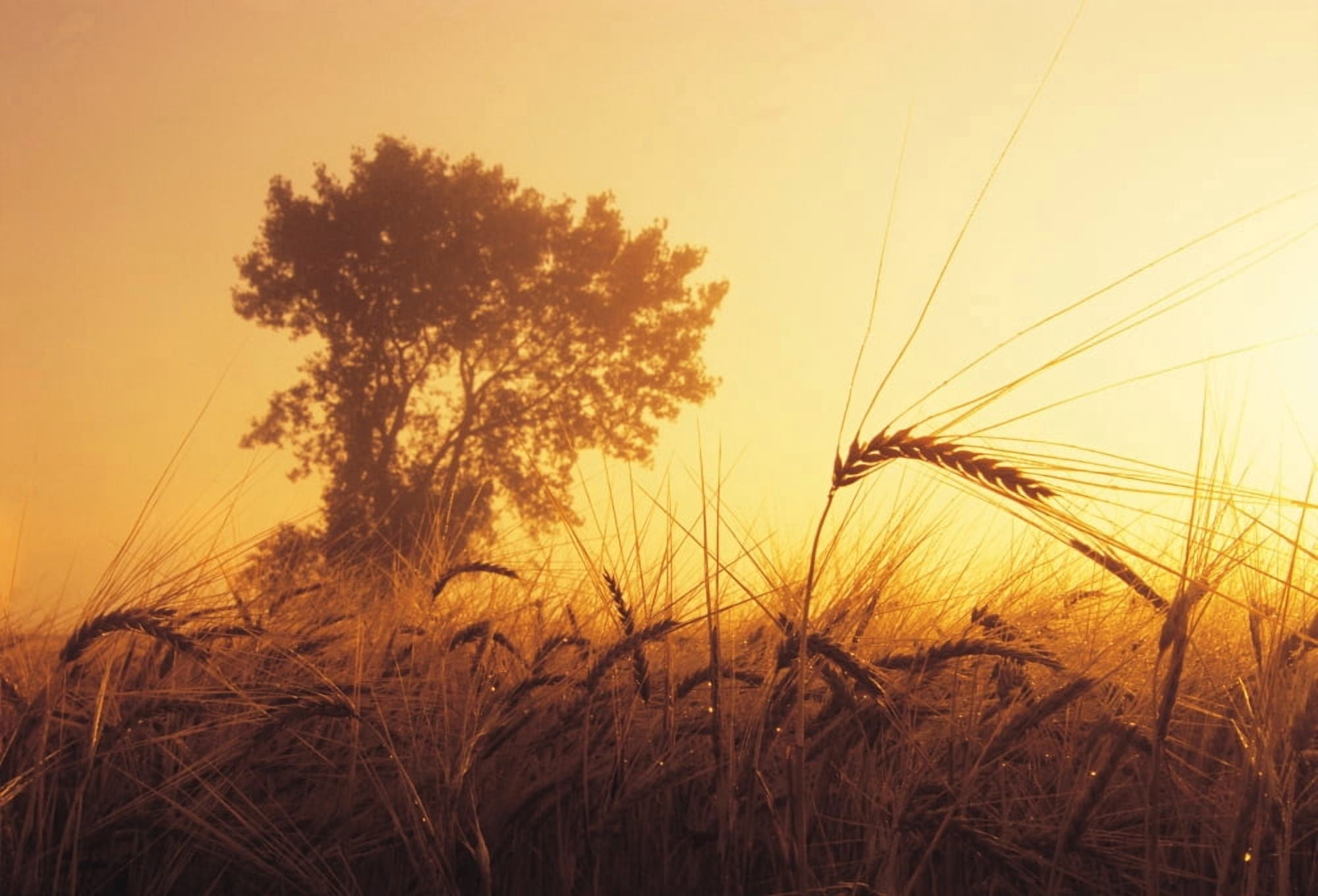 Mist In A Barley Field At Sunset Near Carey Manitoba Canvas Art - Dave Reede Design Pics (34 x 24)