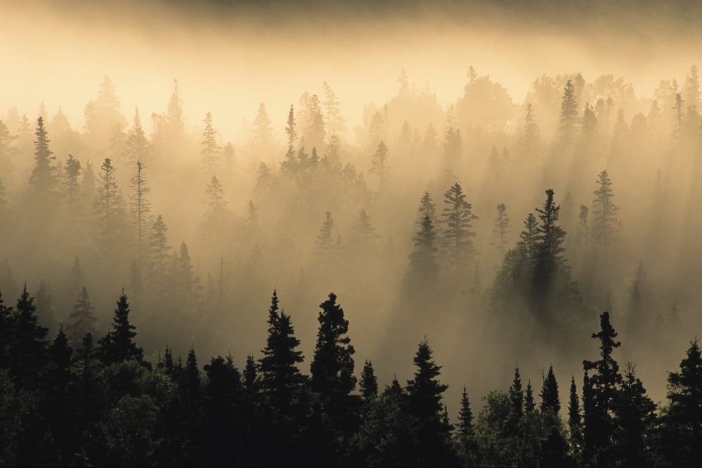 Mist In Forest At Sunrise Pukaskwa National Park Lake Superior Ontario Canvas Art - Ron Watts Design Pics (17 x 11)
