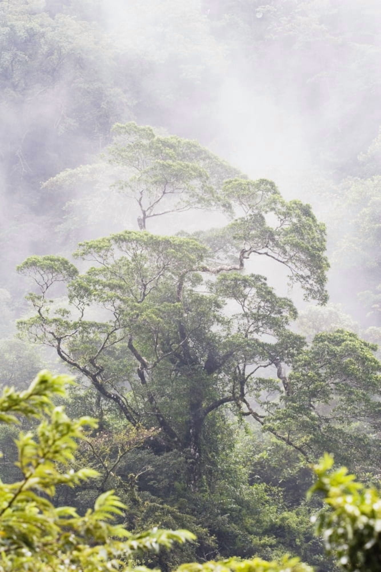 Mist Over A Rainforest Republic Of Costa Rica Canvas Art - Michael Interisano Design Pics (12 x 19)