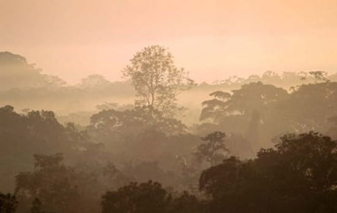 Mist over Canopy Amazon Ecuador Canvas Art - Pete Oxford DanitaDelimont (27 x 17)