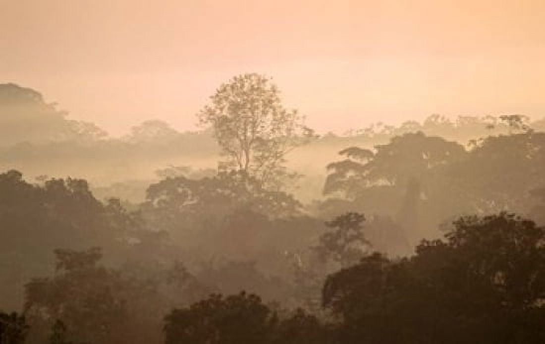 Mist over Canopy Amazon Ecuador Canvas Art - Pete Oxford DanitaDelimont (36 x 24)