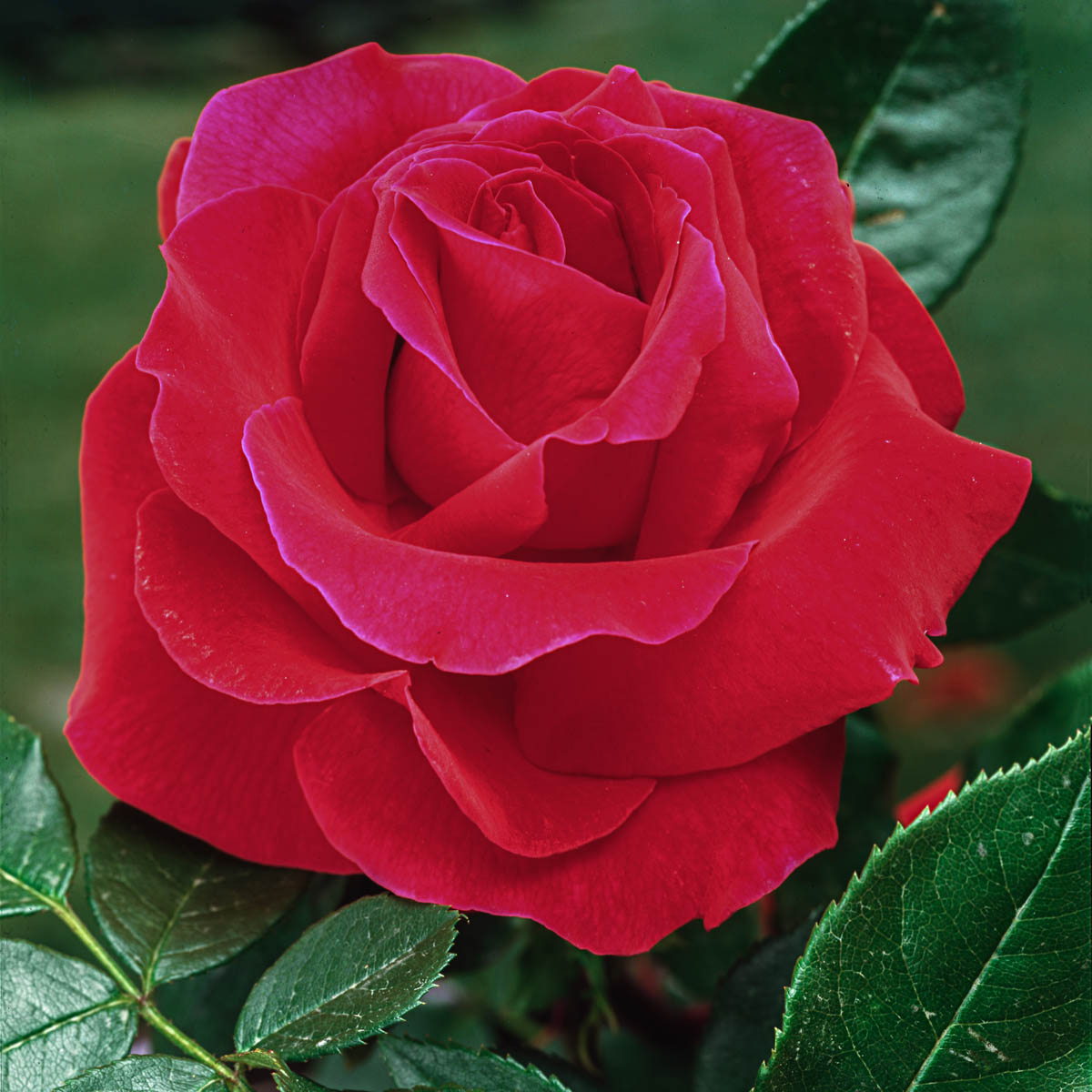 Mister Lincoln Hybrid Tea Rose, 3 Gallon Potted Potted Flowering Plant (1-Pack) - image 1 of 3