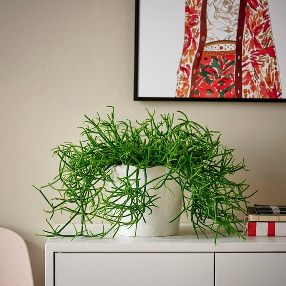 Mistletoe Cactus-Assorted-Air Purifying Plant  6" Hanging Basket