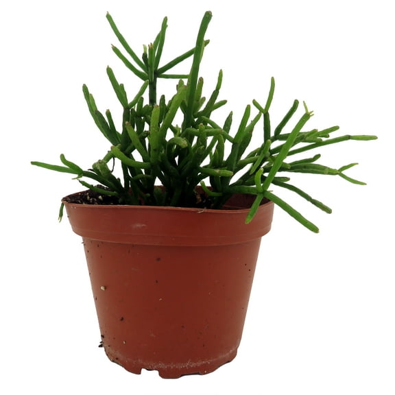Mistletoe Cactus Plant - Rhipsalis - 4" Pot