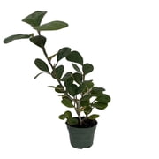 Mistletoe Fig Tree - Mas Cotek - Ficus deltoidea - Bonsai/House Plant - 4" Pot