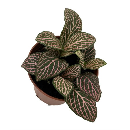Mistral Fittonia Nerve Plant - Easy House Plant - 2.5" Pot