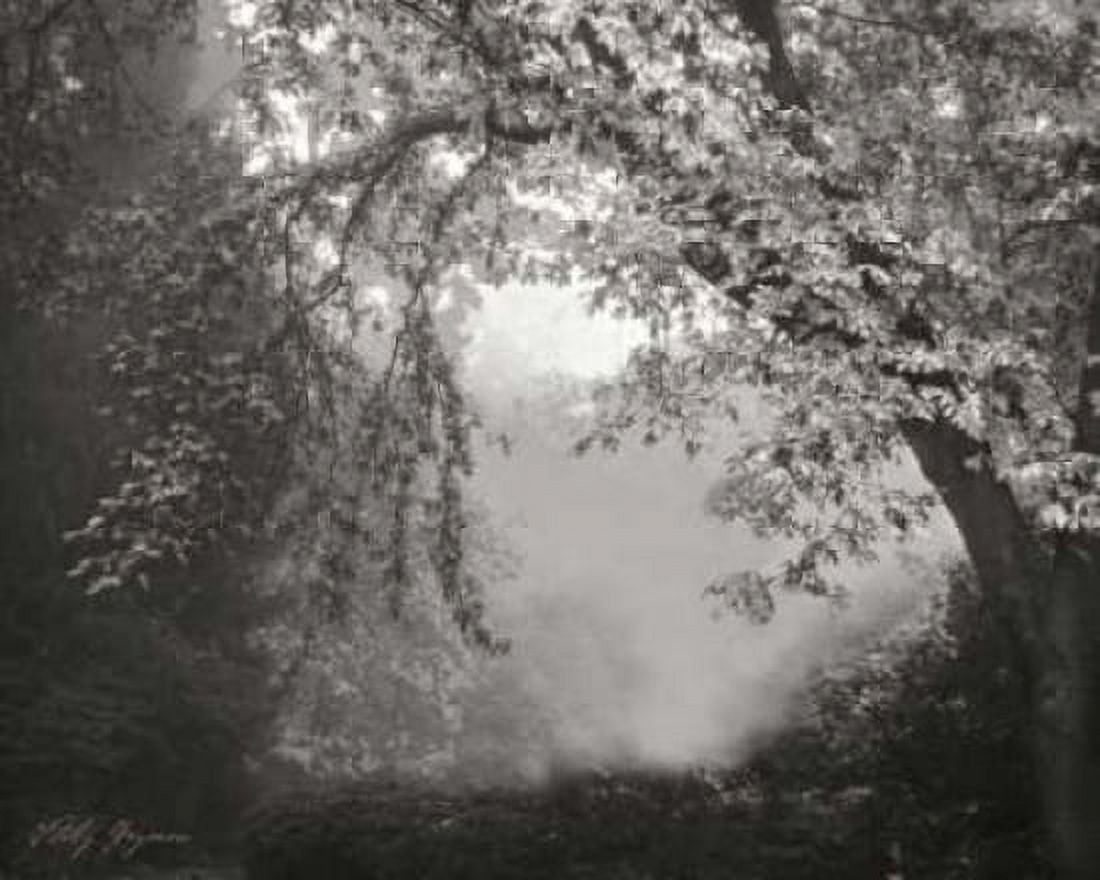 Misty Arch Tree BandW Canvas Art - Vitaly Geyman (24 x 30)