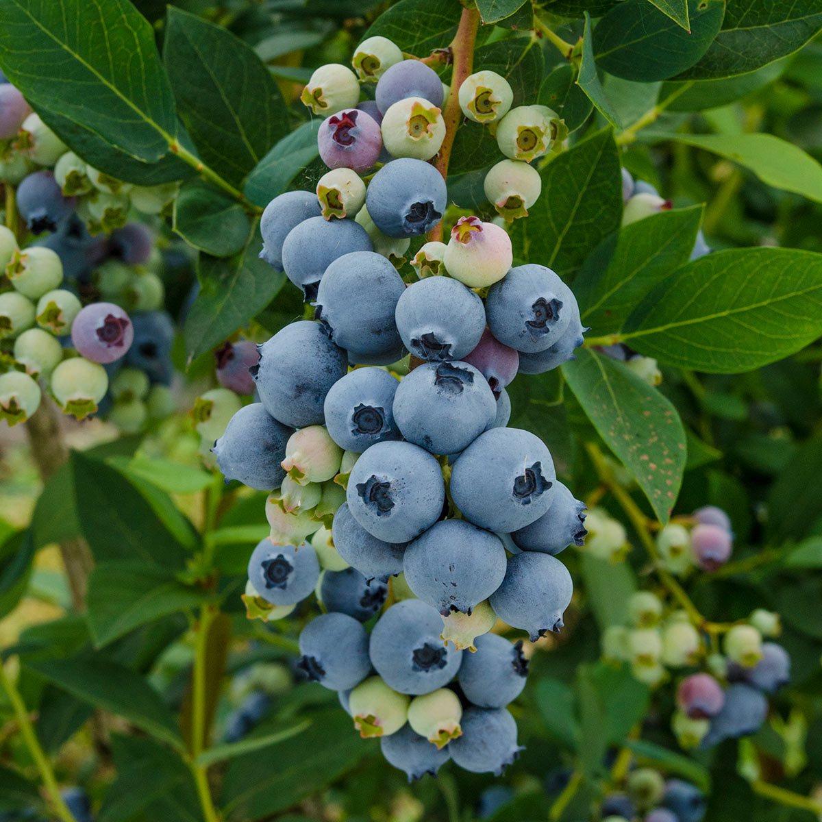 Are Blueberry Plants Dormant? | How to Plant, Grow, and Care For ...