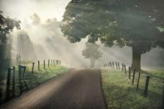 Misty Canvas Art - Todd McPhetridge (24 x 36)