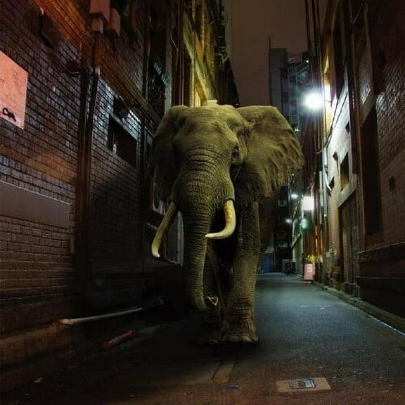 Misty Conditions - D'ZZZZ - Alternative - Vinyl