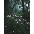 thumbnail image 1 of Misty Forest Flowers Canvas Print, Suitable for Living Room, Bedroom, Office, Cafe, Nature Lover Gift & Home Decor, 1 of 8