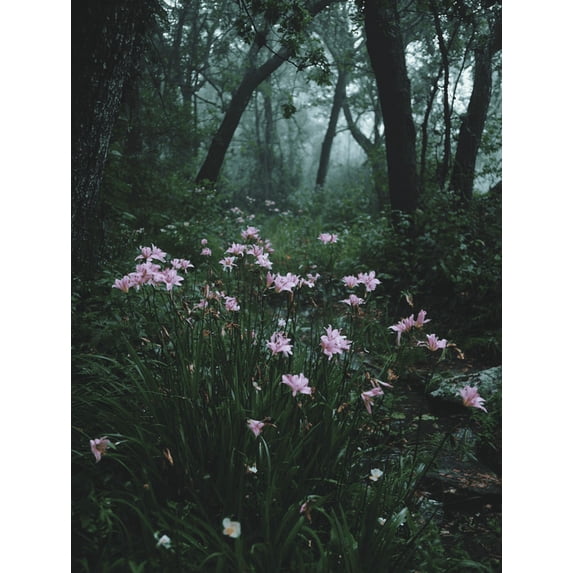 Misty Forest Flowers Canvas Print, Suitable for Living Room, Bedroom, Office, Cafe, Nature Lover Gift & Home Decor