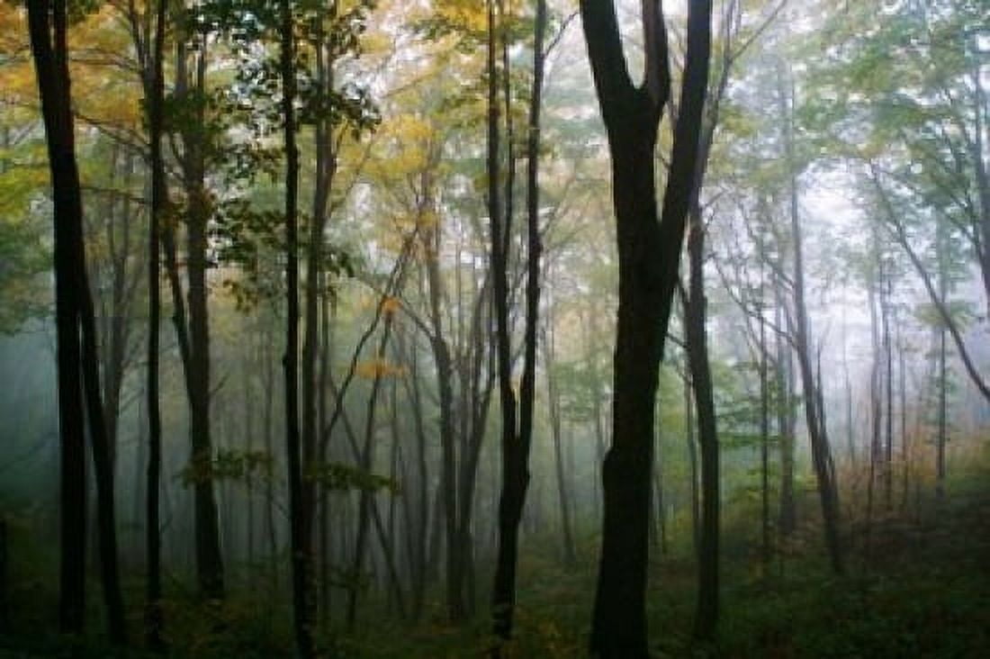 Misty Forest In Autumn Canvas Art - Panoramic Images (19 x 12)